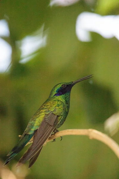 반짝이 보라색 귀 벌 새 Colibri coruscans — 스톡 사진