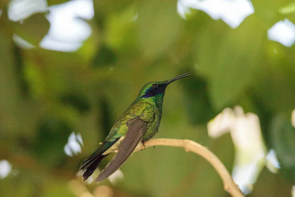 Musujące Fiołek Ucha Koliber Colibri Coruscans Okonie Oddział Ogrodzie — Zdjęcie stockowe