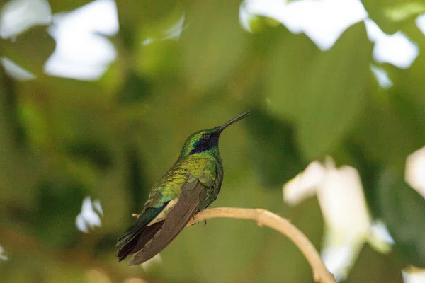 반짝이 보라색 귀 벌 새 Colibri coruscans — 스톡 사진