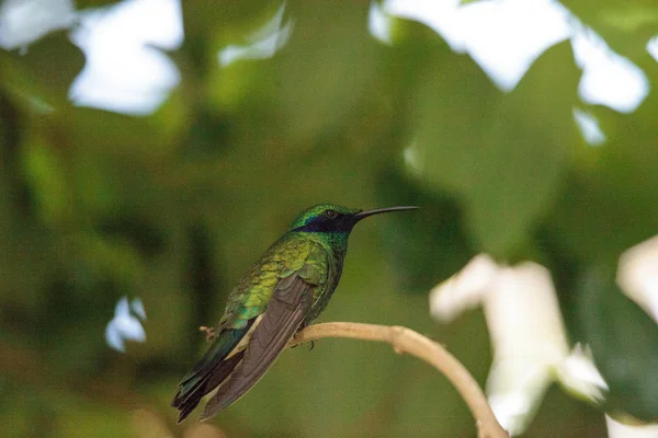 Parlak Mor Kulak Sinek Kuşu Colibri Coruscans Tünemiş Bir Bahçe — Stok fotoğraf