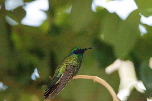 Espumante Orelha Violeta Beija Flor Colibri Coruscos Poleiros Ramo Jardim — Fotografia de Stock