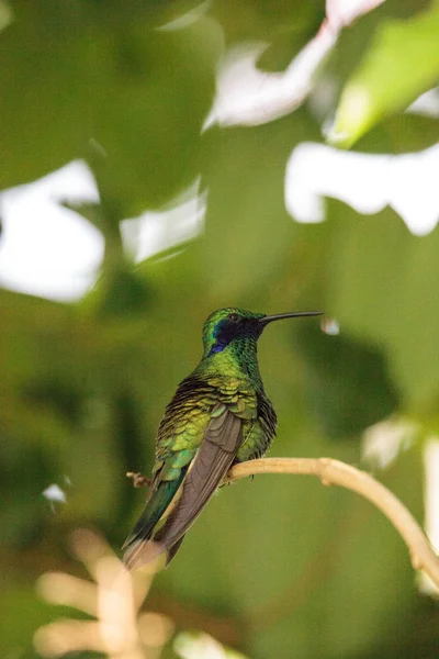 Musujące Fiołek Ucha Koliber Colibri Coruscans Okonie Oddział Ogrodzie — Zdjęcie stockowe