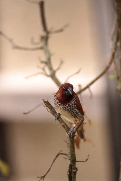Spice Finch Pasăre Lonchura Punctulata Coturi Ramură Într Grădină Tropicală — Fotografie, imagine de stoc
