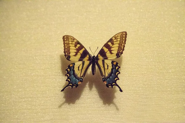 Tiger swallowtail butterfly Papilio glaucus pinned to a display board as a specimen.