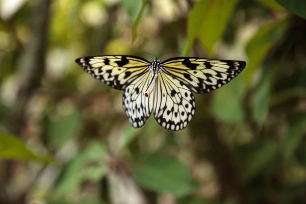 Nymphe Arbre Papillon Idée Malabarica Dans Jardin Tropical — Photo