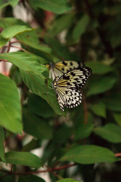 Nymphe Arbre Papillon Idée Malabarica Dans Jardin Tropical — Photo