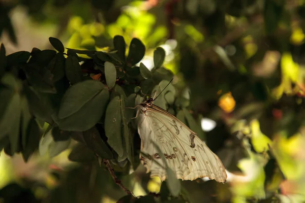 Πεταλούδα Λευκό Μόρφω Πολύφημος Μόρφω Βρίσκεται Σκαρφαλωμένη Στο Ένα Δέντρο — Φωτογραφία Αρχείου