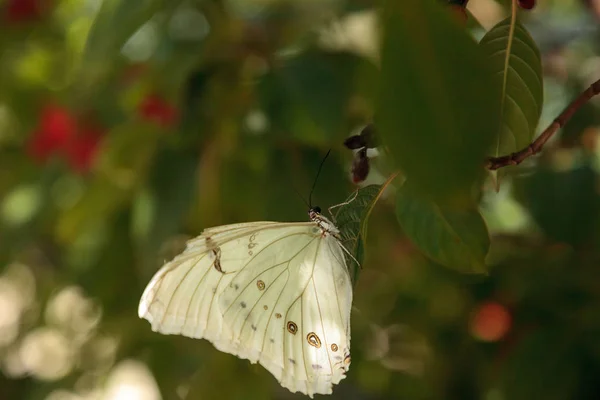 나비의 나비의 Polyphemus는 정원에서 나무에 — 스톡 사진