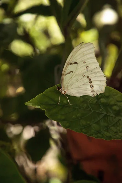Білий Морфо Метелик Морфо Поліфем Дереві Саду — стокове фото