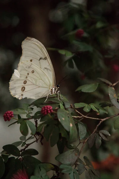 Weißer Morpho Schmetterling Morpho Polyphemus Sitzt Auf Einem Baum Einem — Stockfoto