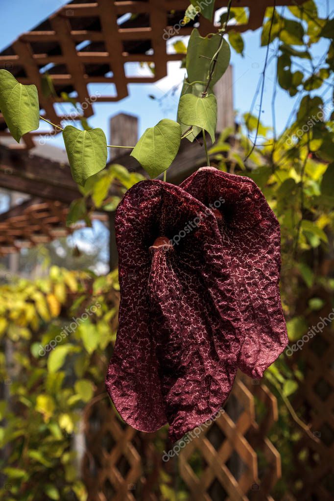 Flor de la pipa del holand s Aristolochia littoralis cuelga de una vid