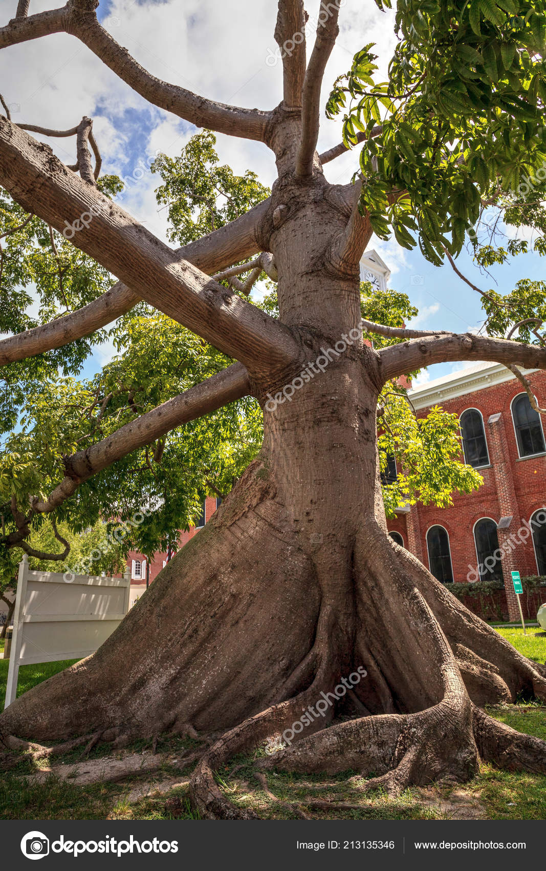Grand Arbre Kapok Ceiba Pentandra Également Appelé L'arbre Ceiba Croissant  — Photo de stock par ©stephstarr9363@gmail.com - 213135346, image size:1067x1700