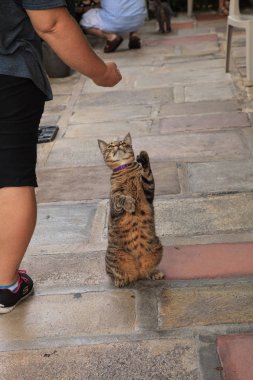 Key West, Florida Ernest Hemingway evinde well-fed kedi.