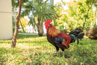 Horoz ve tavuk, çingene tavuk veya Cubalaya Key West, Florida, yerli halk tarafından denir lütfen kasabada yaparlar.