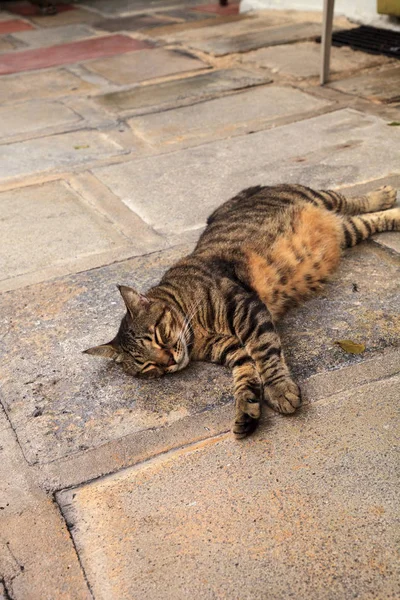 Well-Fed kat in Ernest Hemingway House — Stockfoto