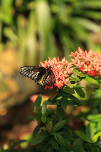 Közös Madárszárnyú Pillangó Troides Helena Terjed Fekete Sárga Szárnyait Egy — Stock Fotó