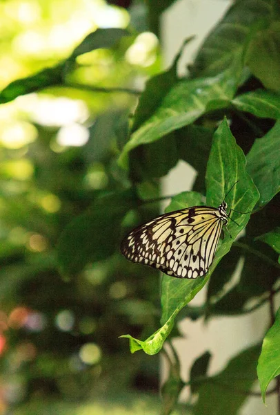 纸风筝蝴蝶理念 Leuconoe 在热带花园里 — 图库照片