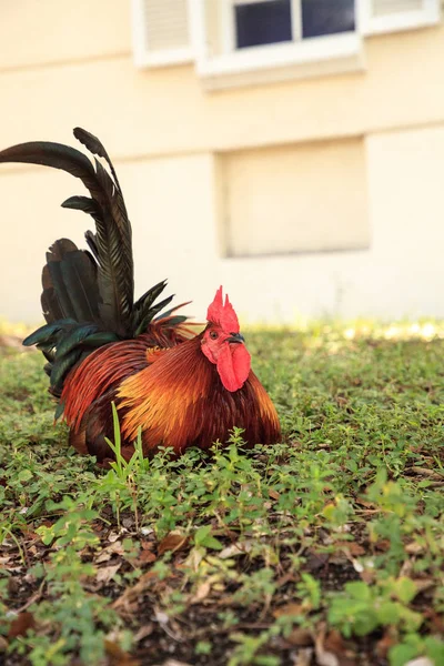 公鸡和鸡 被称为吉普赛鸡或 Cubalaya 的当地人的西 佛罗里达州 做他们在镇周围的取悦 — 图库照片