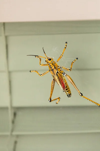 Orange Yellow Red Eastern Lubber Grasshopper Romalea Microptera Also Called — Stock Photo, Image