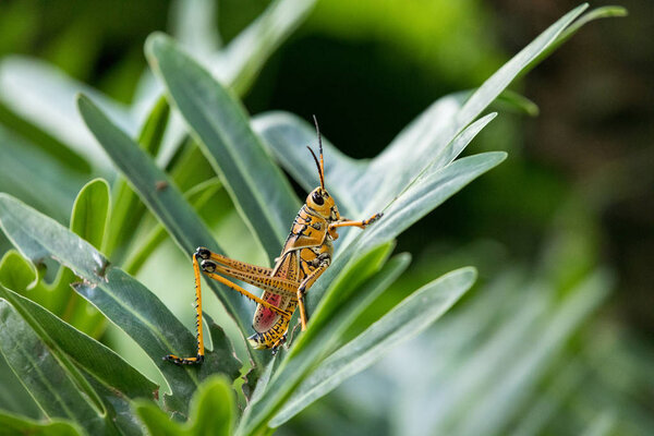 Orange. yellow and red Eastern lubber grasshopper Romalea microptera also called Romalea guttata climbs on leaves and a tree in Naples, Florida.