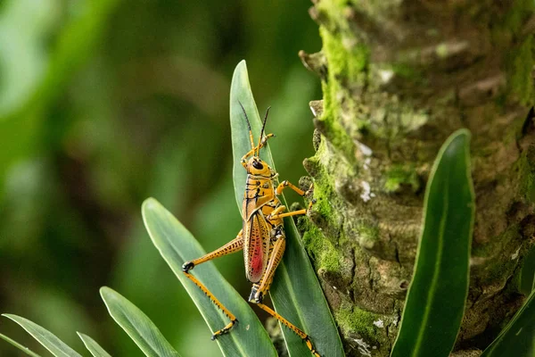 オレンジ色 黄色と赤の東ゴムロープ バッタ Romalea Microptera Romalea における登りの葉やナポリ フロリダ州の木とも呼ばれる — ストック写真