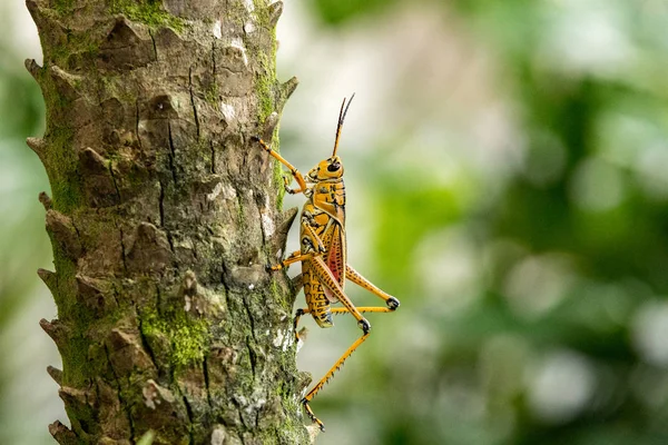 Orange. yellow and red Eastern lubber grasshopper Romalea microp — Stock Photo, Image