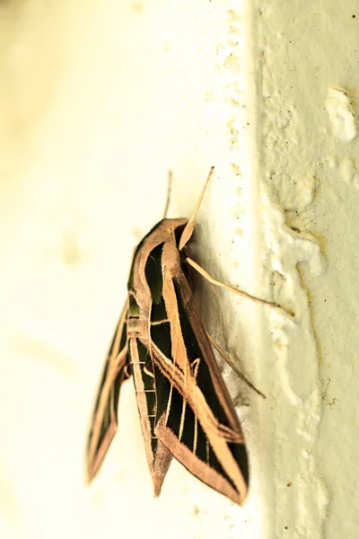 Sphinx Moth Sphingidae Large Wings Rests Naples Florida — Stock Photo, Image