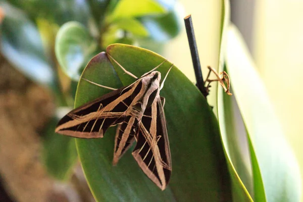 Sphinx Moth Sphingidae Large Wings Rests Naples Florida — Stock Photo, Image