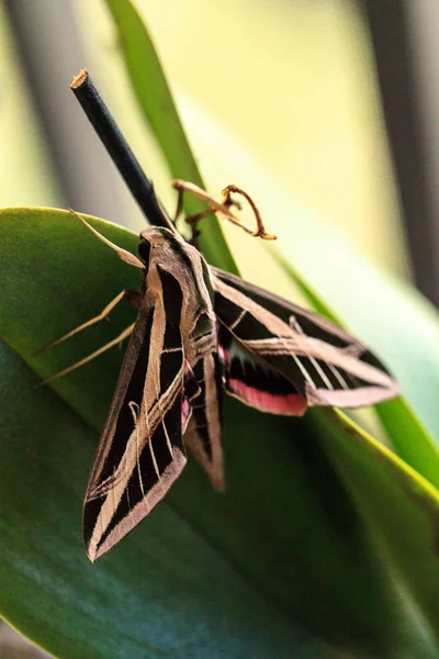 Sphinx Moth Sphingidae Large Wings Rests Naples Florida — Stock Photo, Image