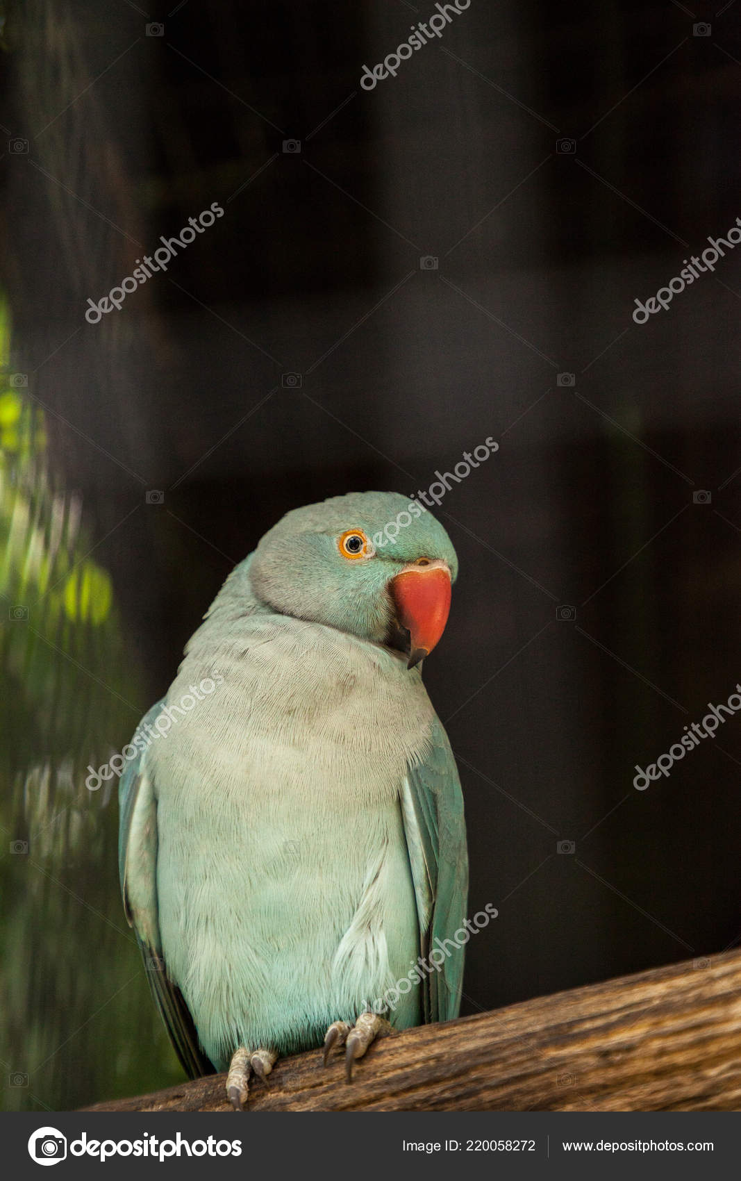 Pale Blue Indian Ringneck Parakeet Also Called Noble Parakeed Rose Stock Photo Image By C Stephstarr9363 Gmail Com 220058272