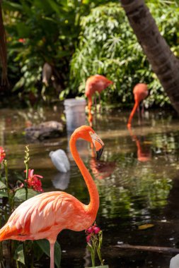 Karayip flamingo Phoenicopterus ruber güneybatı Florida bir tropik bahçe.