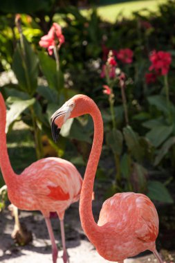 Karayip flamingo Phoenicopterus ruber güneybatı Florida bir tropik bahçe.