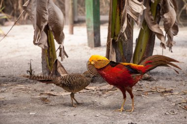 Bir erkek Golden pheasant görüntüsünü çiftleşme da Çin sülün denir ya da chrysolophus pictus bir kuş bilinir.