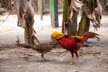 Bir erkek Golden pheasant görüntüsünü çiftleşme de Çinliler denir