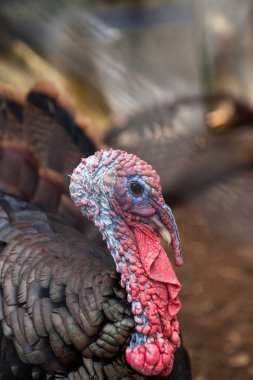 Amerika Birleşik Devletleri'nin Doğu kıyısında bir erkek wild Türkiye'nin doğusunda destek gallopavo, yakın çekim