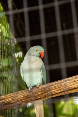 Soluk mavi Hint boğmaklı muhabbet kuşu da asil Parakeed ve gül halkalı muhabbet kuşu veya Psittacula krameri manillensis denir.