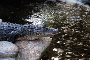 Büyük bir su birikintisi kıyı genç Amerikan timsah Alligator mississippiensis aittir
