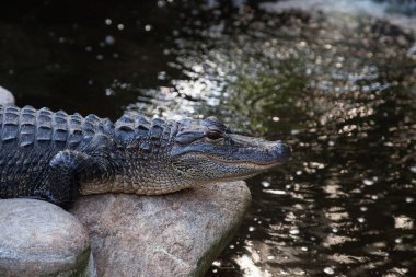 Büyük bir su birikintisi kıyı genç Amerikan timsah Alligator mississippiensis aittir