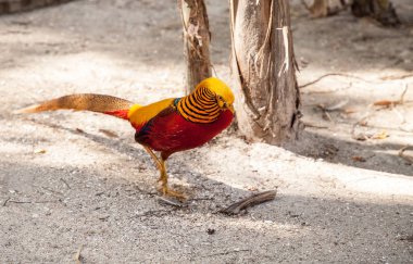 Erkek Golden pheasant Çin sülün veya chrysolophus pictus olarak da adlandırılan bir kuş bilinir.