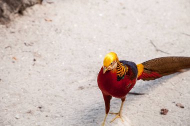 Erkek Golden pheasant Çin sülün veya chrysolophus pictus olarak da adlandırılan bir kuş bilinir.