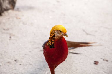 Erkek Golden pheasant Çin sülün veya chrysolophus pictus olarak da adlandırılan bir kuş bilinir.