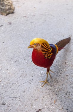 Erkek Golden pheasant Çin sülün veya chrysolophus pictus olarak da adlandırılan bir kuş bilinir.