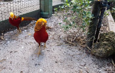 Erkek Golden pheasant Çin sülün veya chrysolophus pictus olarak da adlandırılan bir kuş bilinir.