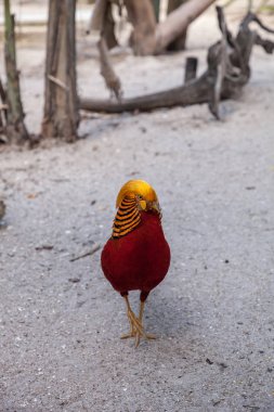 Erkek Golden pheasant Çin sülün veya chrysolophus pictus olarak da adlandırılan bir kuş bilinir.