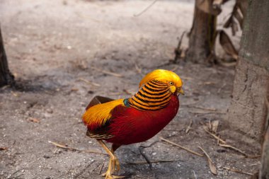Erkek Golden pheasant Çin sülün veya chrysolophus pictus olarak da adlandırılan bir kuş bilinir.