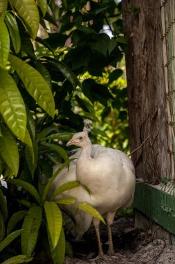 Beyaz Tavus kuşu veya beyaz tavus Ayrıca Pavo cristatus güneybatı Florida bir bahçede denir.