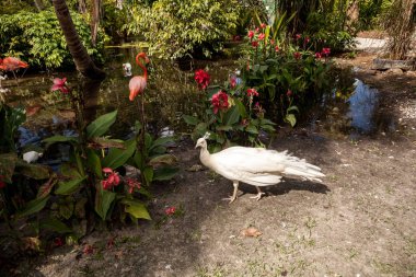 Beyaz Tavus kuşu veya beyaz tavus Ayrıca Pavo cristatus güneybatı Florida bir bahçede denir.