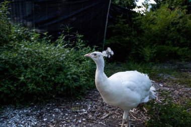 Beyaz Tavus kuşu veya beyaz tavus kısaca Pavo cristatus olarak bilinir.