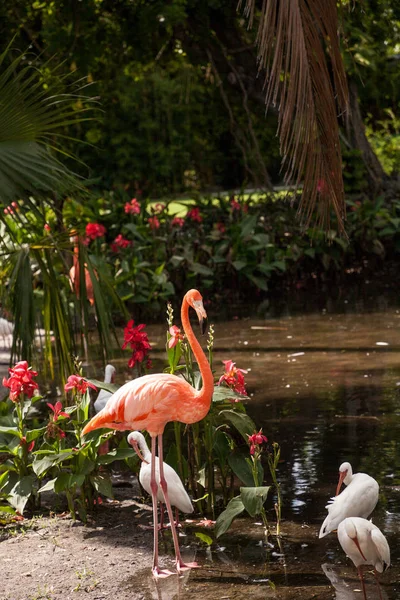 Flamingo Caribenho Phoenicopterus Ruber Jardim Tropical Sudoeste Flórida — Fotografia de Stock