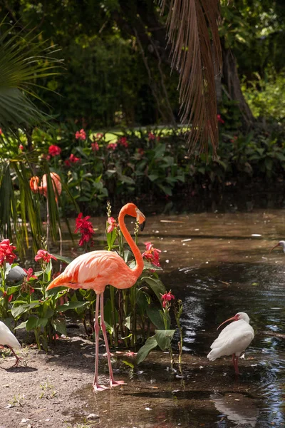 Flamingo Caribenho Phoenicopterus Ruber Jardim Tropical Sudoeste Flórida — Fotografia de Stock